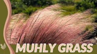 MUHLY GRASS Growing and Caring Tips Muhlenbergia capillaris [upl. by Eliott]