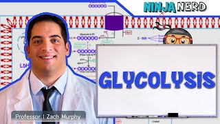 Metabolism  Glycolysis [upl. by Anuala]