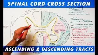 Ascending amp Descending Tracts  Spinal Cord cross section Neuroanatomy [upl. by Yarod376]