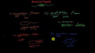 Arrangement of bacterial flagella [upl. by Combs881]