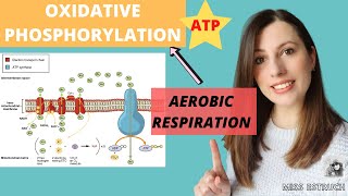 OXIDATIVE PHOSPHORYLATION Alevel Biology Aerobic respiration Chemiosmotic theory and ETC [upl. by Brandyn70]