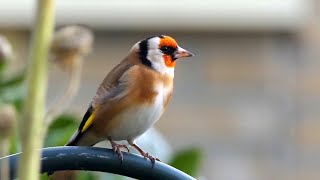 20 ALGEMENE VOGELS en hun ZANG voor BEGINNERS [upl. by Nason]