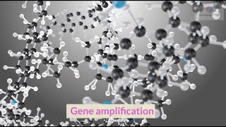 PCR Amplification of cheek cell DNA [upl. by Angy578]