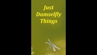 Damselfly Things damselfly slowmotion ponds [upl. by Aihsemaj]