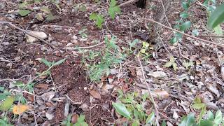 Texas Coral Snake Micrurus Tener [upl. by Giacomo]