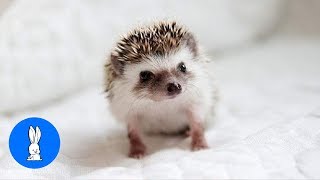 Cute Little Hedgehogs Compilation  TRY NOT TO AWW [upl. by Airpal]