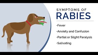 Symptoms and causes of Rabies [upl. by Nolyarb]