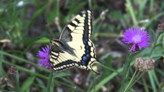 Papilio machaon  Otakárek fenyklový [upl. by Mirabelle]