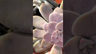 Graptopetalum Superbum o que fiz pra ele não soltar as folhas tão facilmente shorts [upl. by Annaxor935]