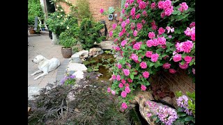 Zephirine Drouhin climbing rose in full bloom [upl. by Igig]