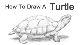 How to Draw a Turtle RedEared Slider [upl. by Breen]