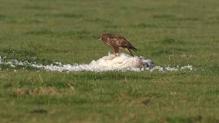 Vroege Vogels  Buizerd eet dode zwaan [upl. by Nomad]