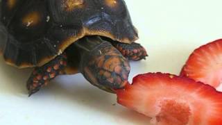 New Baby  Red Footed Tortoise [upl. by Yhtur]