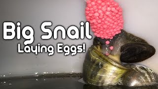 Big Apple Snail Laying Eggs  Close Up [upl. by Karyl]