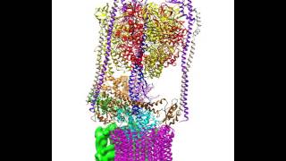 Rotational states of the S cerevisiae VATPase [upl. by Odnomyar]