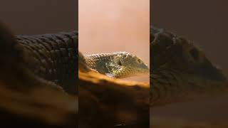 Arboreal Alligator Lizard  Blank Park Zoo zoo wildlife animals [upl. by Paten]