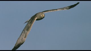 Northern Harrier quotMarsh Hawkquot Living on the Wing [upl. by Selrac]