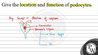 Give the location and function of podocytes [upl. by Namhcan603]