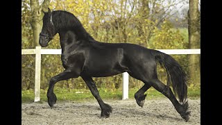 Stal Okkemas RinseJanko  Teun x Beart  Stallion  2021  165m [upl. by Justino449]