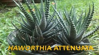 Planta Zebra  Haworthia Attenuata [upl. by Alrick]