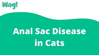 Anal Sac Disease in Cats  Wag [upl. by Nadaba]