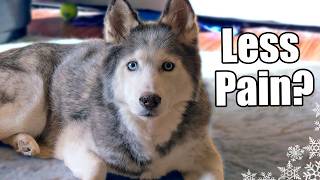 Unleash These Awesome Tricks To Ease Your Dogs Arthritis Pain 🐾 Fan Friday 85 [upl. by Vijar345]