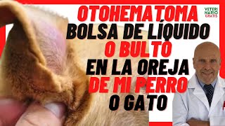 🔵 Otohematoma en Perros y Gato 🔵 Bulto o Bolsa de Líquido en Oreja Inflamada de Perro o Gato [upl. by Isle]