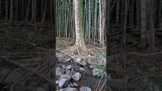 Moso bamboo Phyllostachys pubescens amp Blue Quandong Elaeocarpus grandis [upl. by Nnaecyoj300]