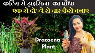 कटिंग से ड्राइसिना Dracaenaका पौधा एक से दो  दो से चार कैसे बनाए ✂️ Dracaena Plant care [upl. by Esinel]