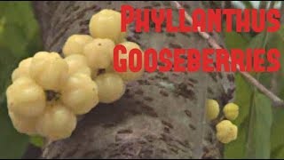 Star Gooseberry Lao Gooseberry Amla  Weird Fruit Explorer Ep 37 [upl. by Lyrad313]