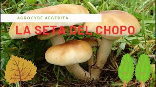 Agrocybe aegerita  Seta del chopo  IDENTIFICACIÓN Y RECOLECCIÓN DE SETAS [upl. by Maloy]