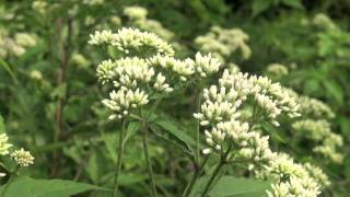 ポール・スミザー Eupatorium chinense ヒヨドリバナ [upl. by Fernas]