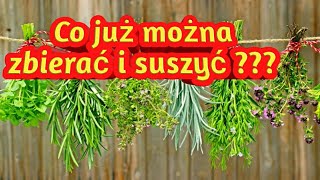 319 Co Można Już Zbierać amp Suszyć  Ziół Kwiecień amp Maj [upl. by Walrath337]