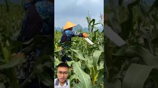 Special corn care and harvesting sonlv [upl. by Yablon963]