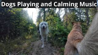 ❤🐕🌲🎼Calming music for dogs Beautiful Dogs living their best life🎼🌲🐩 ❤ [upl. by Htelimay341]