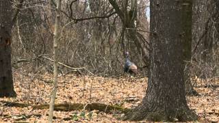 Male Turkey at Clifty Falls State Park  Indiana DNR [upl. by Giarla]