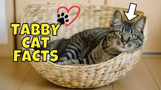 10 Fun Facts About Tabby Cats [upl. by Blount653]