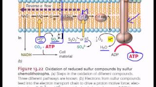 Electron flow in sulfur chemolithotrophic bacteria [upl. by Esiuqram]