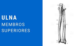 Acidentes ósseos da ulna  Mais Medicina [upl. by Yrreiht364]