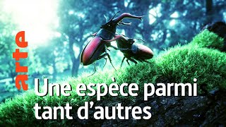 La feuille qui cache la foret  Une espèce à part 4  ARTE [upl. by Idonna108]