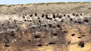 Sand Martins  RSPB Minsmere  Suffolk [upl. by Ylrae]