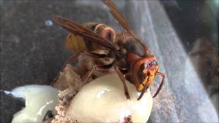 European hornet makes a stopover to eat offered colza honey  Hornisse futtert Rapshonig [upl. by Etnuahs]