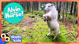 Mini Horse LOVES Strutting Around On Two Legs  Dodo Kids  Animal Videos [upl. by Nalyd]