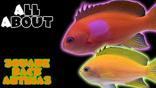 All About The Square Back Anthias or Purple Blotch Basslet or Square Anthias [upl. by Sari238]