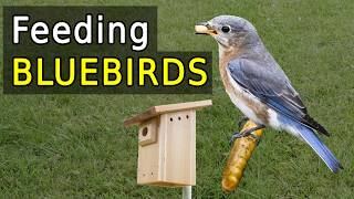 The Ultimate Guide to Feeding BLUEBIRDS in Your Backyard [upl. by Hanej]