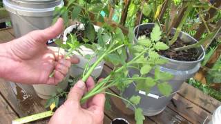 How to Easily Clone Tomatoes and Root Tomato Suckers  The Rusted Garden 2013 [upl. by Nosreh]