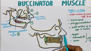 Buccinator Muscle Origin Insertion Nerve Supply  Actions [upl. by Kramer580]