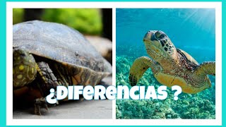 Cual es la Diferencia entre una Tortuga marina y una Terrestre [upl. by Fasta784]