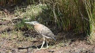 Striated Heron at Kakadu Beach Hides [upl. by Eart]