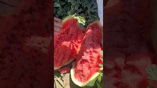 Seedless watermelon harvest agricultureshorts [upl. by Annert]